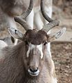 Addax at Louisville Zoo