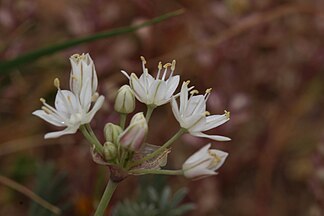 Allium haematochiton