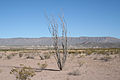 Big Bend National Park