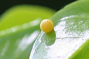 Egg, close-up view.