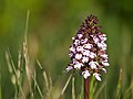 Orchis purpurea Germany - Wasserliesch (Rhineland-Palatinate)