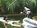 African Wetlands