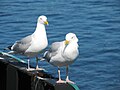 Nut Island Pier, Massachusetts