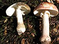 Amanita excelsa and Amanita rubescens