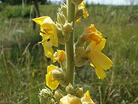 Flowering plant; Hockenheimer Rheinbogen, Rhein-Neckar-Kreis, Deutschland