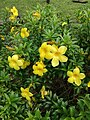 Allamanda cathartica (181217-1449)