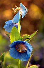 "Blauer_indischer_Mohn.jpg" by User:Anami