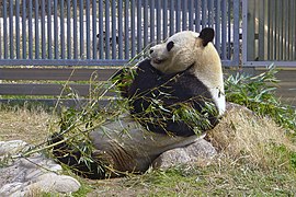 Kou Kou at Kobe Oji Zoo