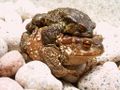 Bufo bufo ssp. spinosus