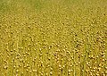 Field of fruiting flax