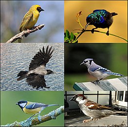 Perching birds (Passeriformes, like songbirds)