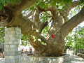 Tree in Tsangarada, Pilion, Greece. The age is said to be over 1000 years.