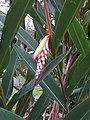 The inflorescence protected by two bracts before flower bloom.