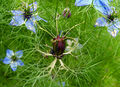 Nigella damascena