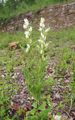 Cephalanthera damasonium Germany - Taubertal