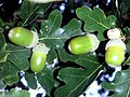 Acorns