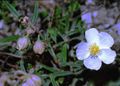 Helianthemum apenninum