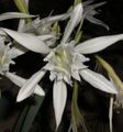 Pancratium maritimum - Sea Daffodil - Dünen-Trichternarzisse (Follonica / Tuscany)