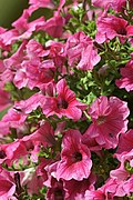 Petunia × hybrida (Petunia)