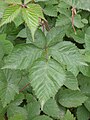 Foliage In Bupyung, Korea