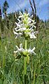 Stachys officinalis Germany - Virngrund