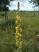 Flowering plant; Hockenheimer Rheinbogen, Rhein-Neckar-Kreis, Deutschland