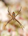 Image 54Banded garden spider