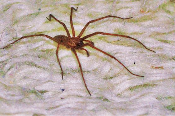 Brown-red spider on a carpet