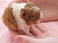 Baby guinea pig