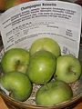 Malus Champagner Reinette