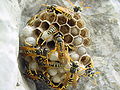 Nest of Polistes dominulus