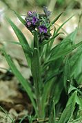 Pulmonaria angustifolia