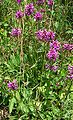 Stachys officinalis plant