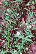 Stellaria alsine