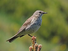 Anthus spinoletta (35528238042).jpg