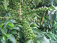 Coffee(Coffea arabica) branch with immature fruit - São João do Manhuaçu City - Minas Gerais State - Brazil