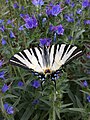 Iphiclides podalirius