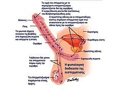 Ejaculation physiology.jpg