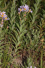 Eucephalus ledophyllus