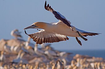 "Gannet_coming_in.jpg" by User:Hein waschefort