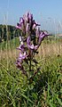 Gentianella germanica Germany Schwäbische Alb