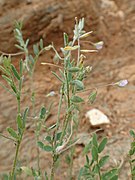 Vicia loiseleurii