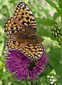 Mesoacidalia aglaja - Grosser Permutterfalter (Leventina)