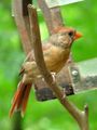 Northern cardinal female