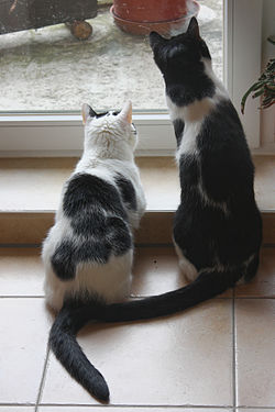 Two domestic cats watching a squirrel (not pictured)