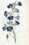 Delphinium speciosum