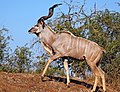 Kruger South Africa