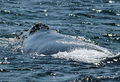 Off Halfmoon Bay, California by Jim Scraff