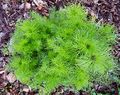 Nigella damascena