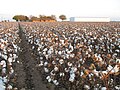 Cotton fields